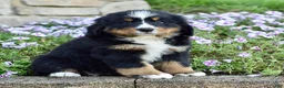 Bernese Mountain Dog dogs for sale: Ms. Beverly - Ad 1