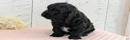Cavapoo dogs for sale: Zion - Ad 5