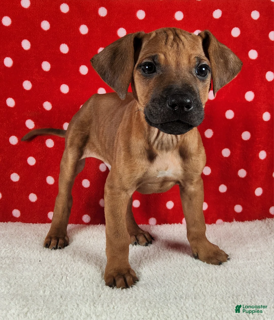 Rhodesian Ridgeback dogs for sale: Rocco - Ad 6