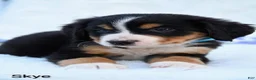 Bernese Mountain Dog dogs for sale: Skye  - Ad 4