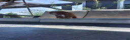 Miniature Poodle dogs for sale: Ranger - Ad 7