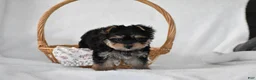 Yorkshire Terrier dogs for sale: Buttons - Ad 3