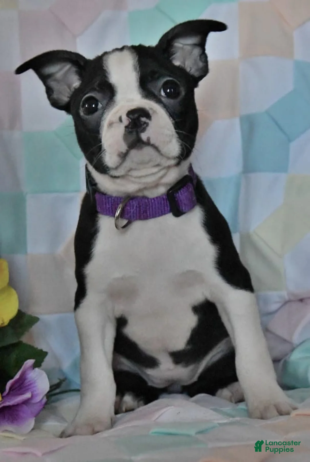 Gallery Image {{count}}