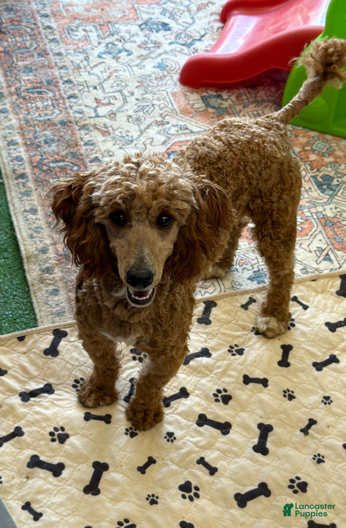 Miniature Poodle dogs Jack - Ad 21