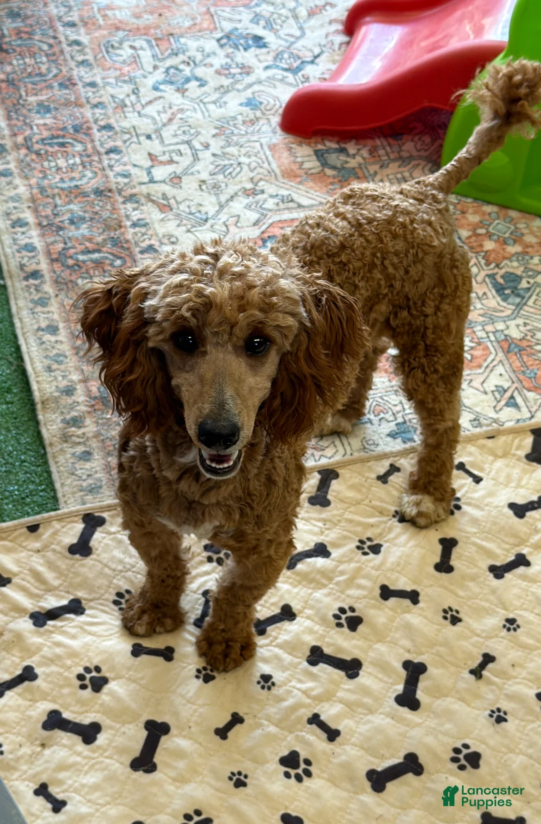 Miniature Poodle dogs for sale: Jack - Ad 1