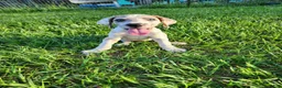 Great Dane dogs for sale: Blue Fawn Harlequin Female  - Ad 2