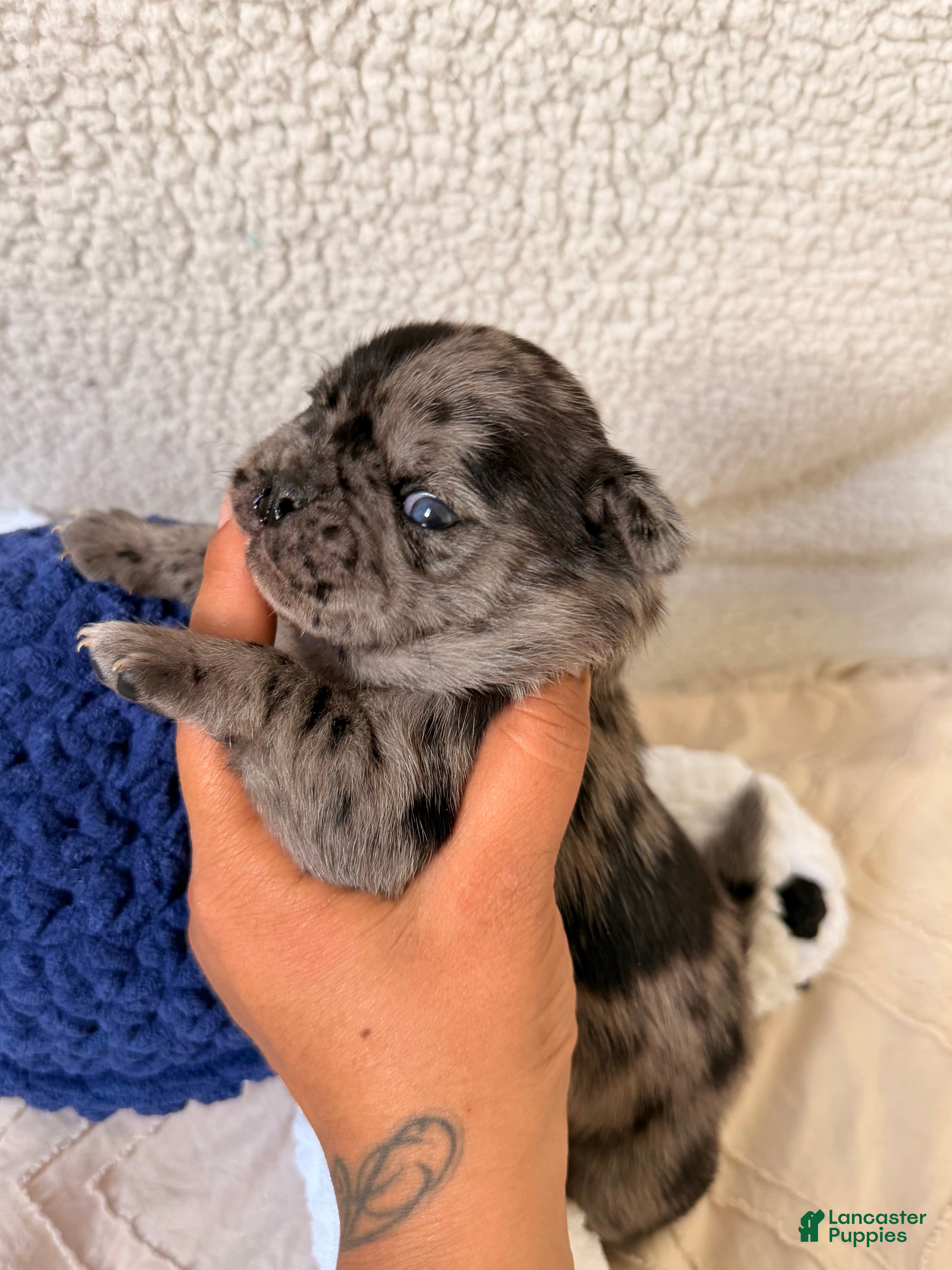 Pug dogs Pug Puppy 3 Henry - Ad 2