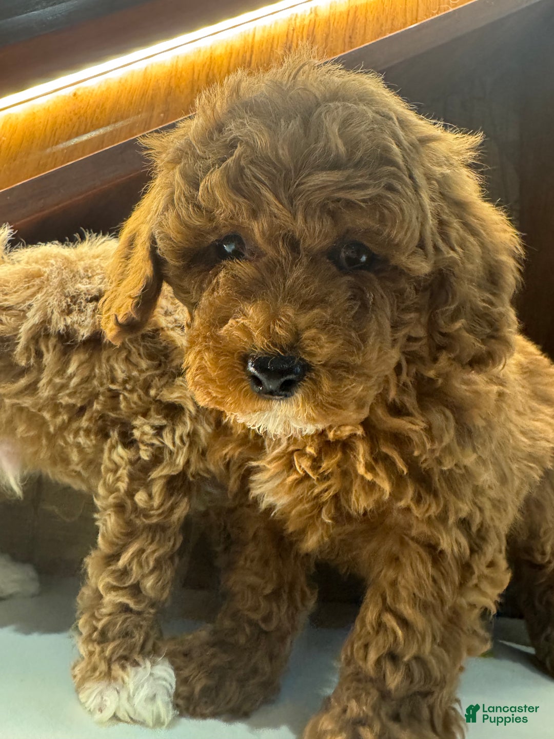 Toy Poodle dogs for sale: Cinnamon  - Ad 1