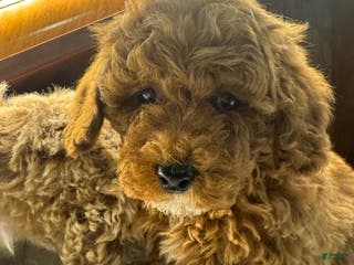 Toy Poodle dogs Cinnamon - Ad 33