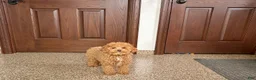 Maltipoo dogs for sale: Sherry - Ad 7