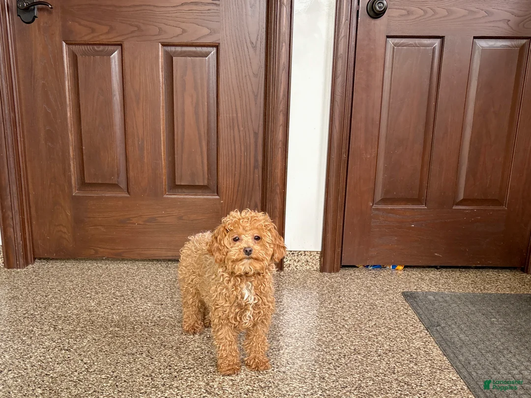 Maltipoo dogs for sale: Sherry - Ad 7