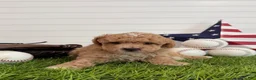 Cavapoo dogs for sale: Rookie - Ad 3
