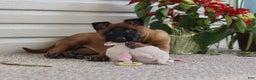 Belgian Malinois dogs for sale: Ginger - Ad 19