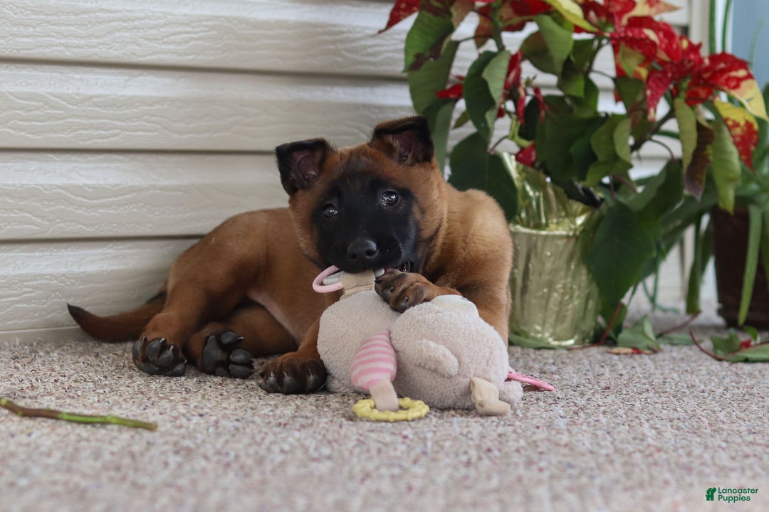 Belgian Malinois dogs for sale: Ginger - Ad 19