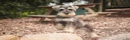 Miniature Schnauzer dogs for sale: Nellie Belle - Ad 6