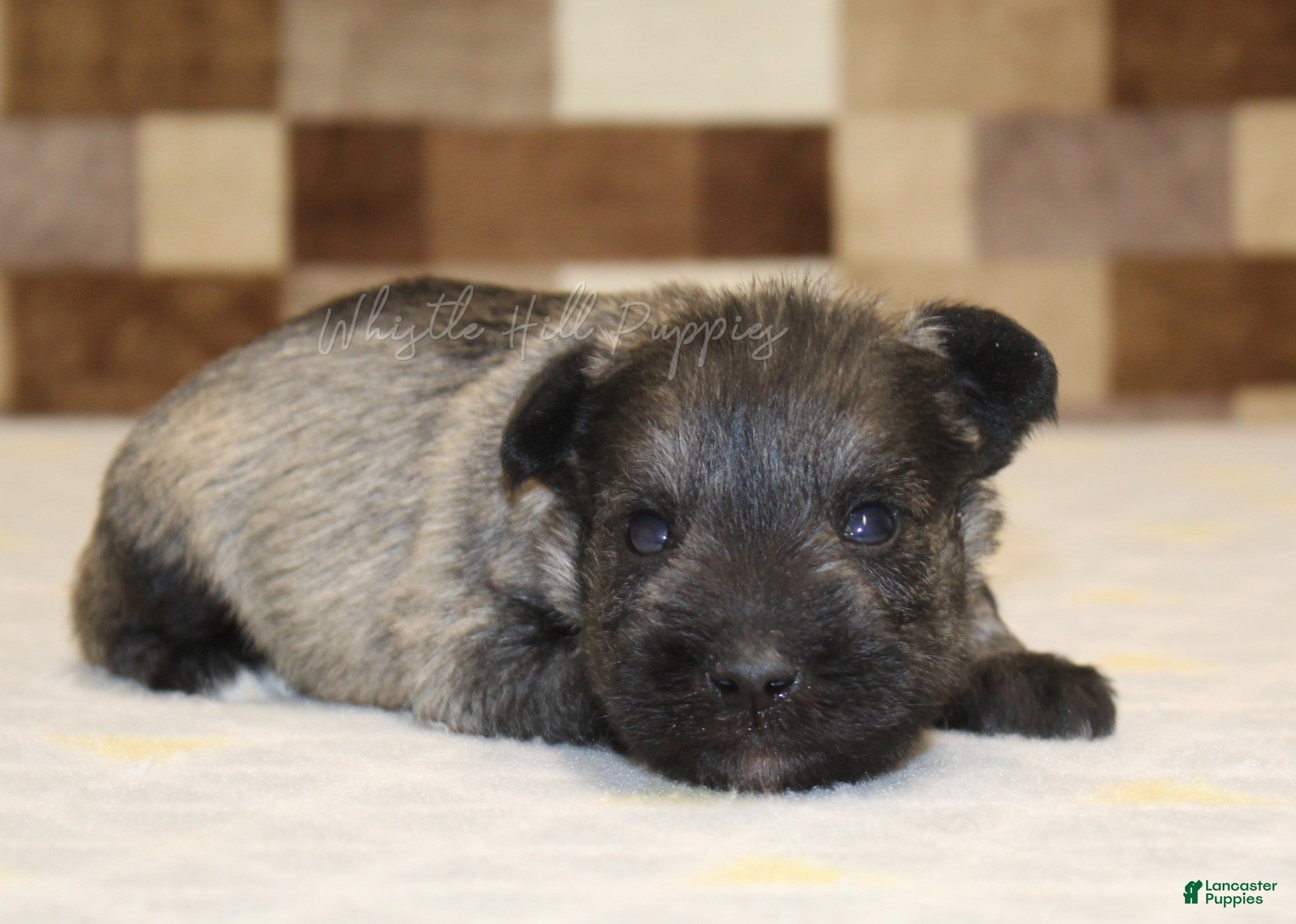 Miniature Schnauzer dogs Queen - Ad 1