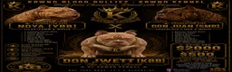 American Bully dogs for stud: Don Jwett of Krwnd Blood Bulliez - Ad 5