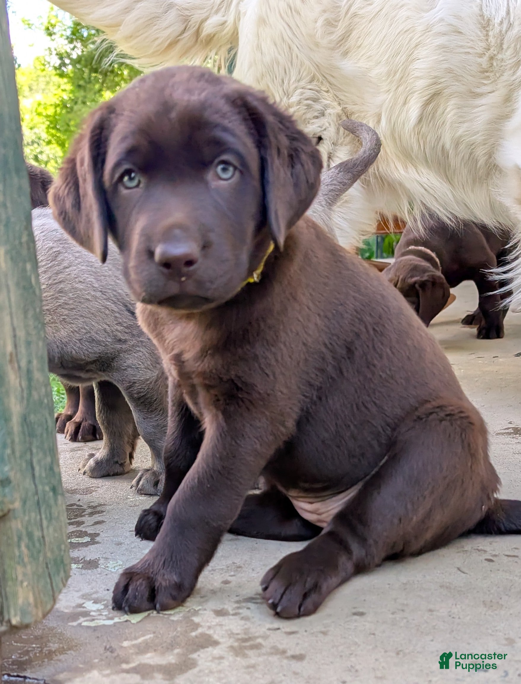 Labrador Retriever dogs Daisy - Ad 1