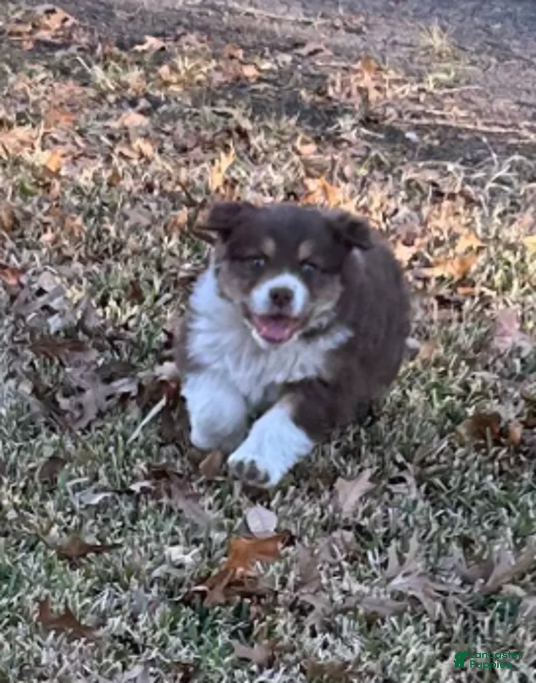 Australian Shepherd dogs for sale: Red Tri Male - Ad 7