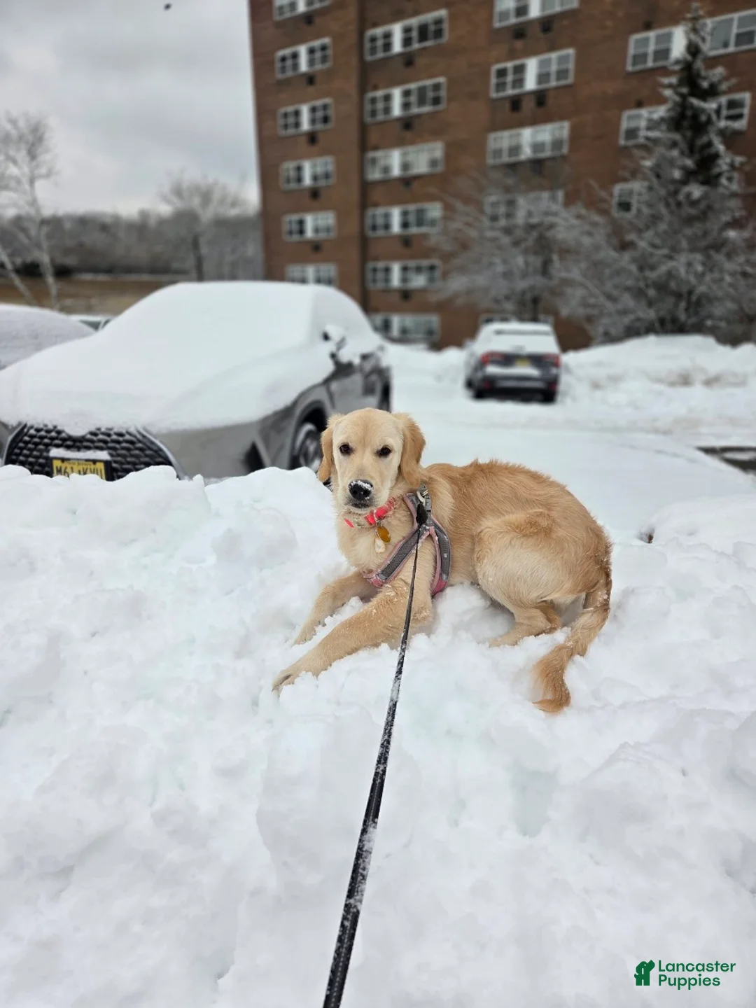 Golden Retriever dogs for sale: Golden Retriever -  Luna - Ad 2