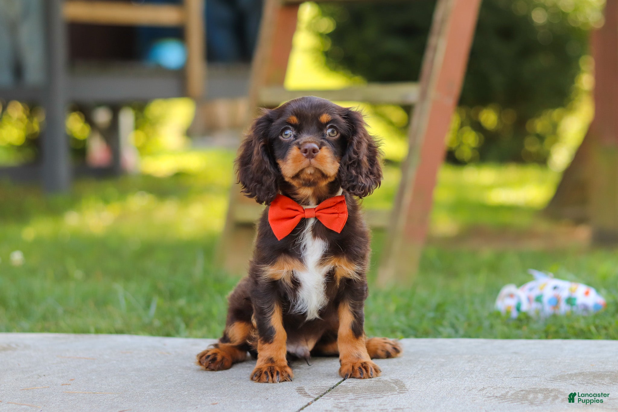 Cavalier King Charles Spaniel dogs Chico - Ad 1