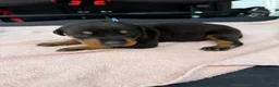 Doberman Pinscher dogs for sale: Doberman Pinscher Puppy 2 - Ad 3