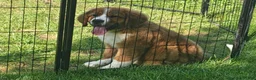 Mixed Breed dogs for sale: Marley - Ad 34