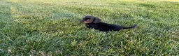 Miniature Dachshund dogs for sale: Kendra - Ad 5