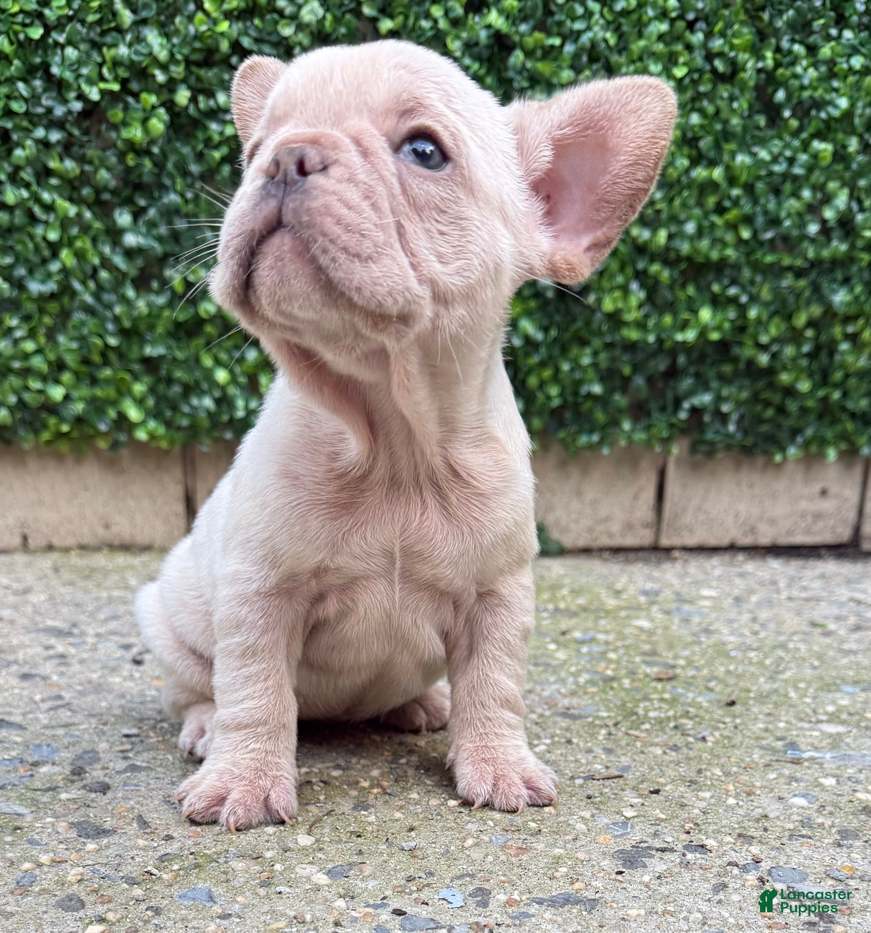 French Bulldog dogs Ella - Ad 2