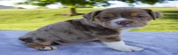 Beabull dogs for sale: Kody - Ad 3