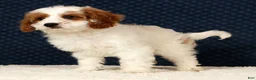 Cavapoo dogs for sale: Easton - Ad 2