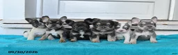 French Bulldog dogs for sale: Daisy - Ad 5