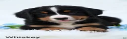Bernese Mountain Dog dogs for sale: Whiskey  - Ad 6