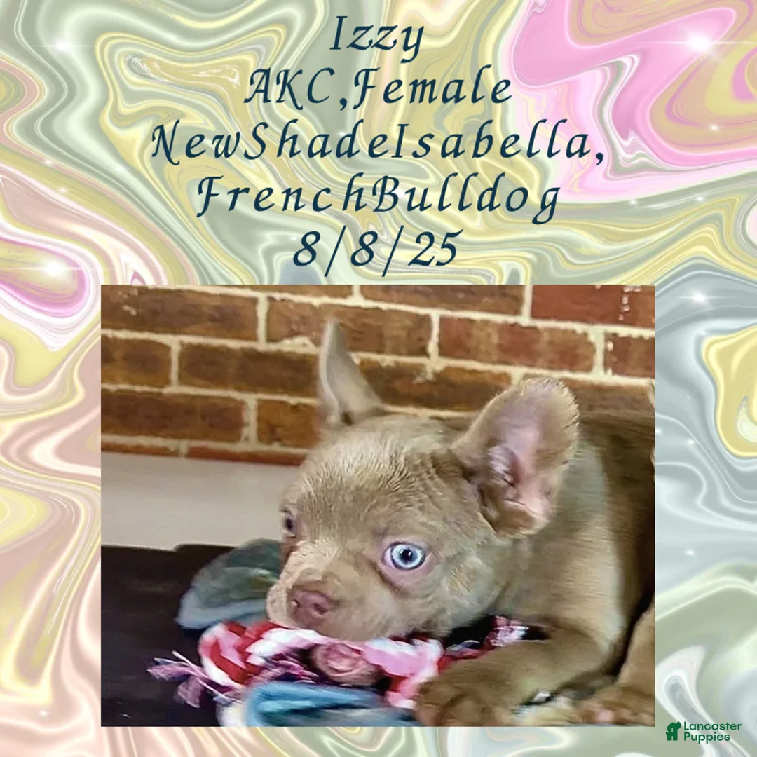 French Bulldog dogs for sale:  “Izzy the Queen: Hazel-Eyed Beauty with Boss Energy & Breeding Potential” - Ad 14