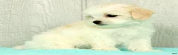 Maltese dogs for sale: Betsy - Ad 5
