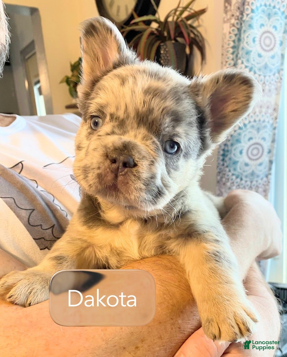 French Bulldog dogs Little Lord Dakota of House of Hepley - Ad 35