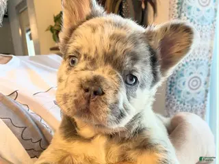 French Bulldog dogs Little Lord Dakota of House of Hepley - Ad 35