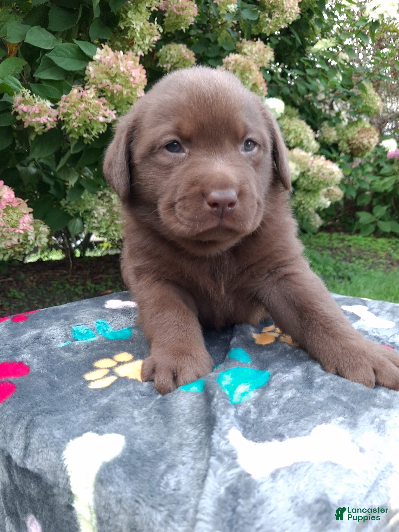 Labrador Retriever dogs Nico - Ad 2