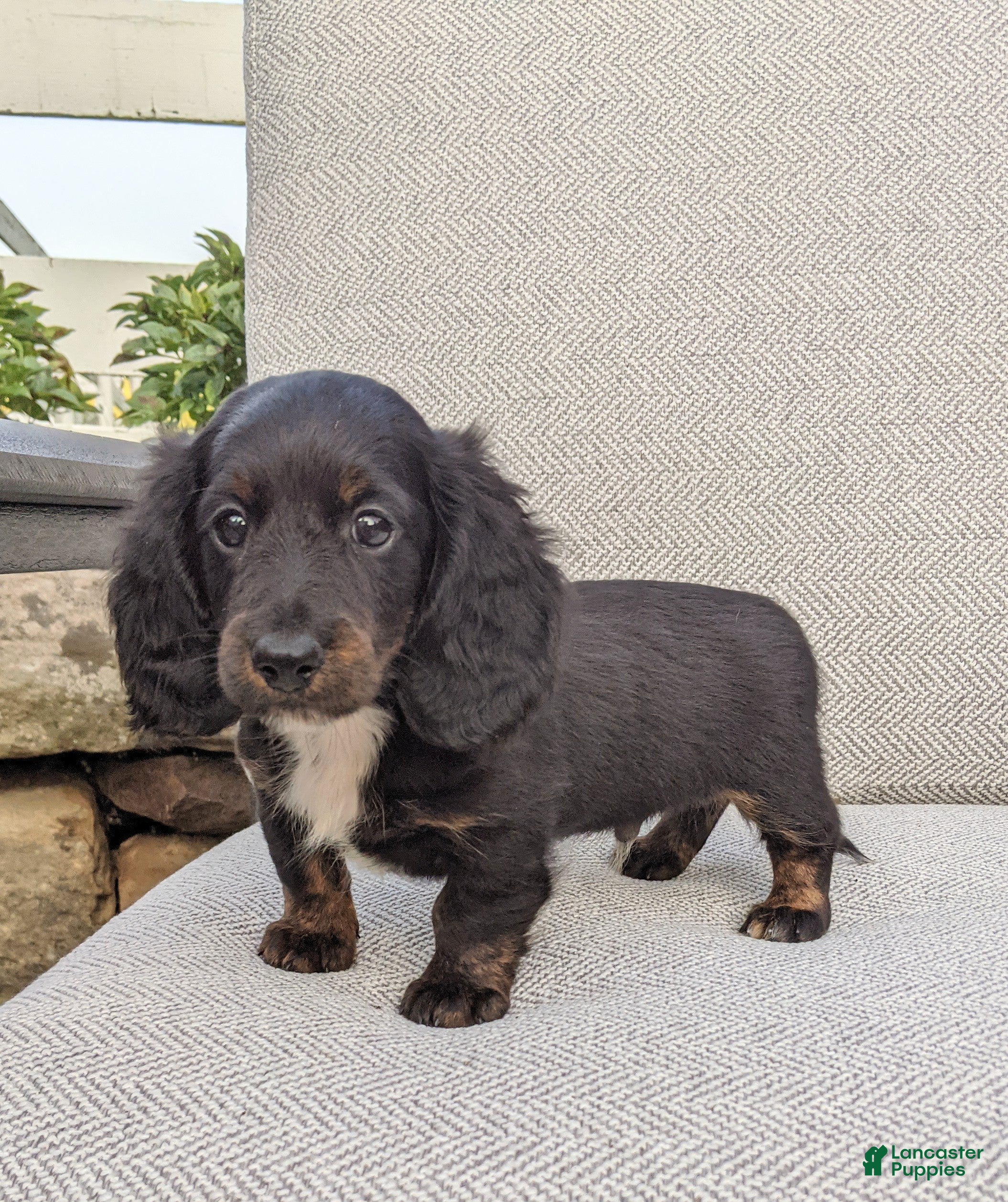 Miniature Dachshund dogs Frankie  - Ad 1