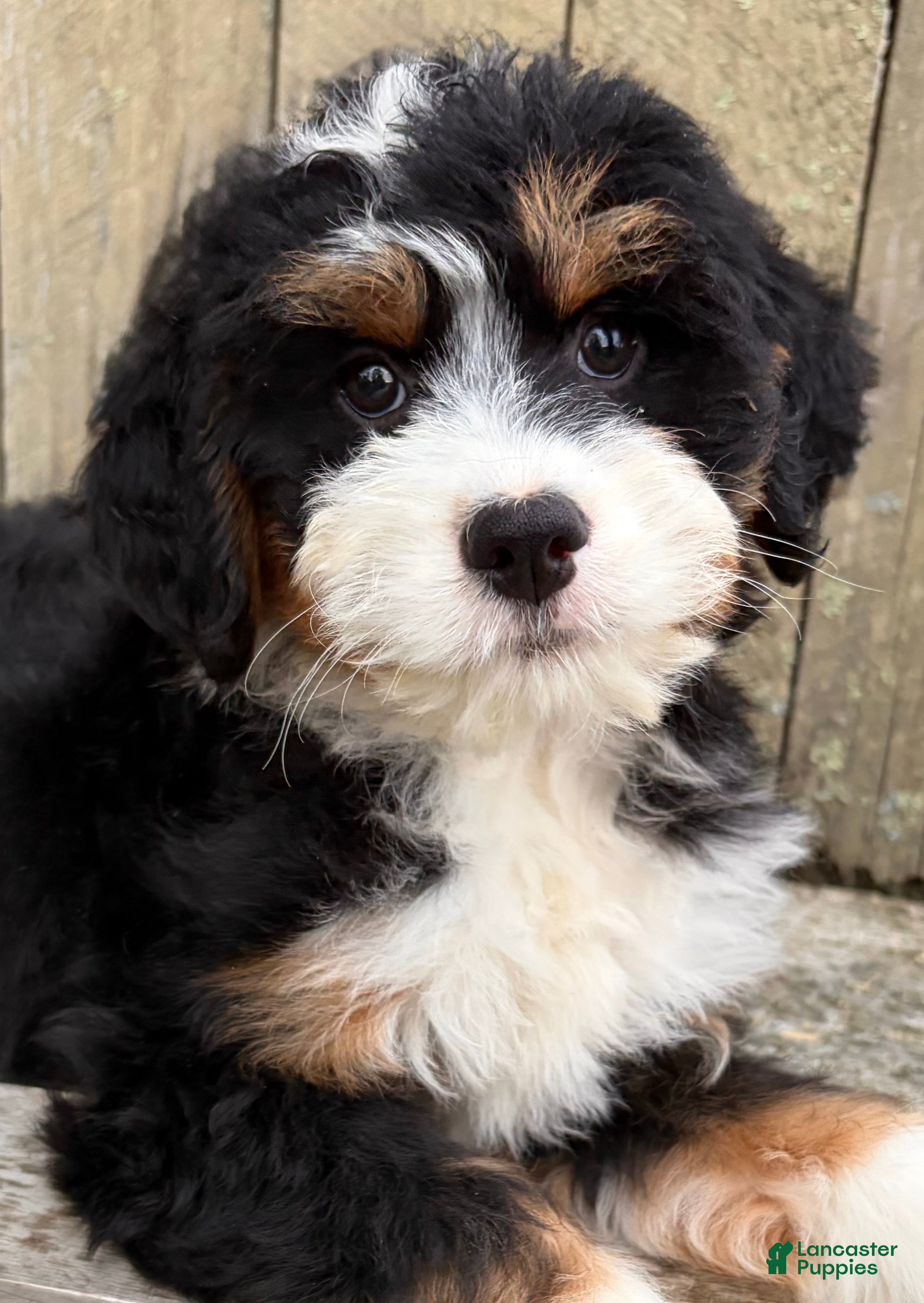 Mini Bernedoodle dogs for sale: 💛IN BOSTON MASSACHUSETTS AREA💛MINI BERNEDOODLE GIRL💛 - Ad 4