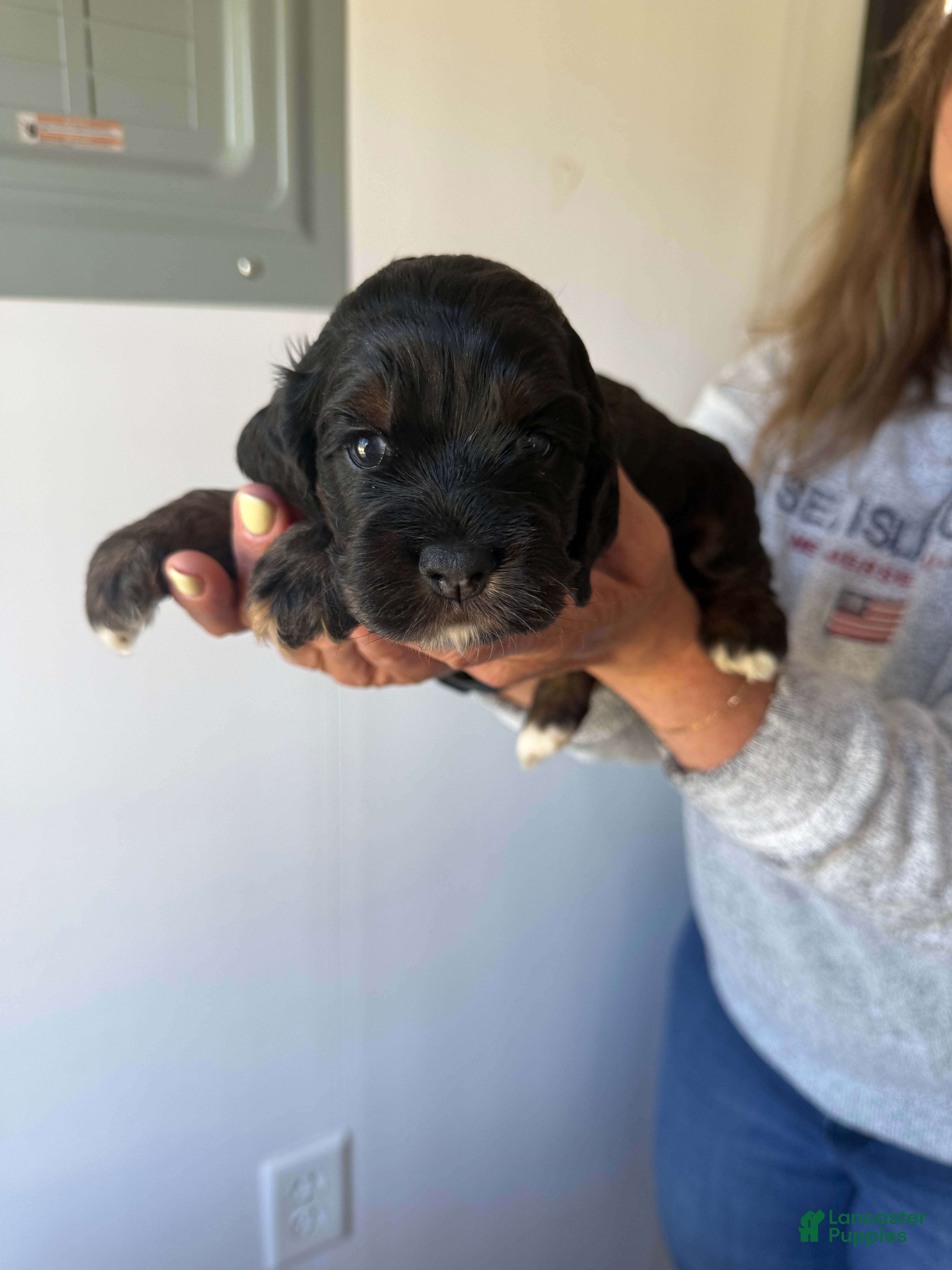 Cocker Spaniel dogs Ellie - Ad 2