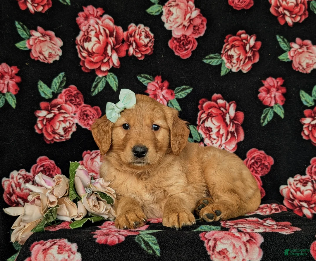 Golden Retriever dogs for sale: Mylie AKC registered - Ad 5