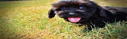 Havapoo dogs for sale: Kipper - Ad 10