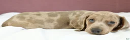 Miniature Dachshund dogs for sale: Sterling 🤍 - Ad 1