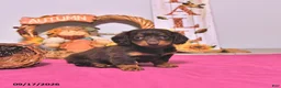 Dachshund dogs for sale: Mae  - Ad 2