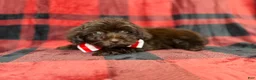 Shihpoo dogs for sale: Bryant - Ad 3