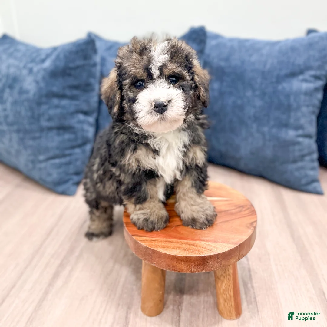 Mini Bernedoodle dogs for sale: Henry - Ad 3