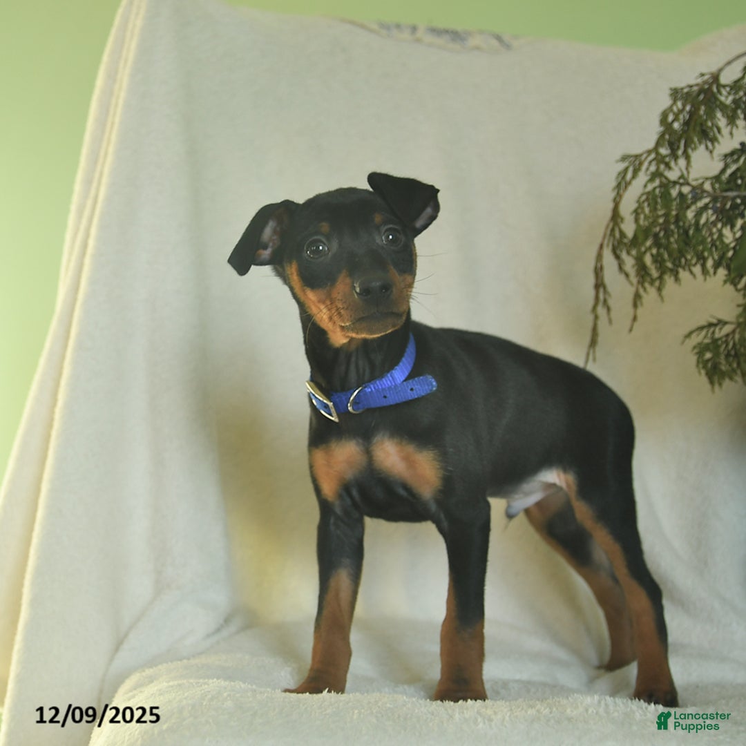 Miniature Pinscher dogs for sale: Pringles  - Ad 3