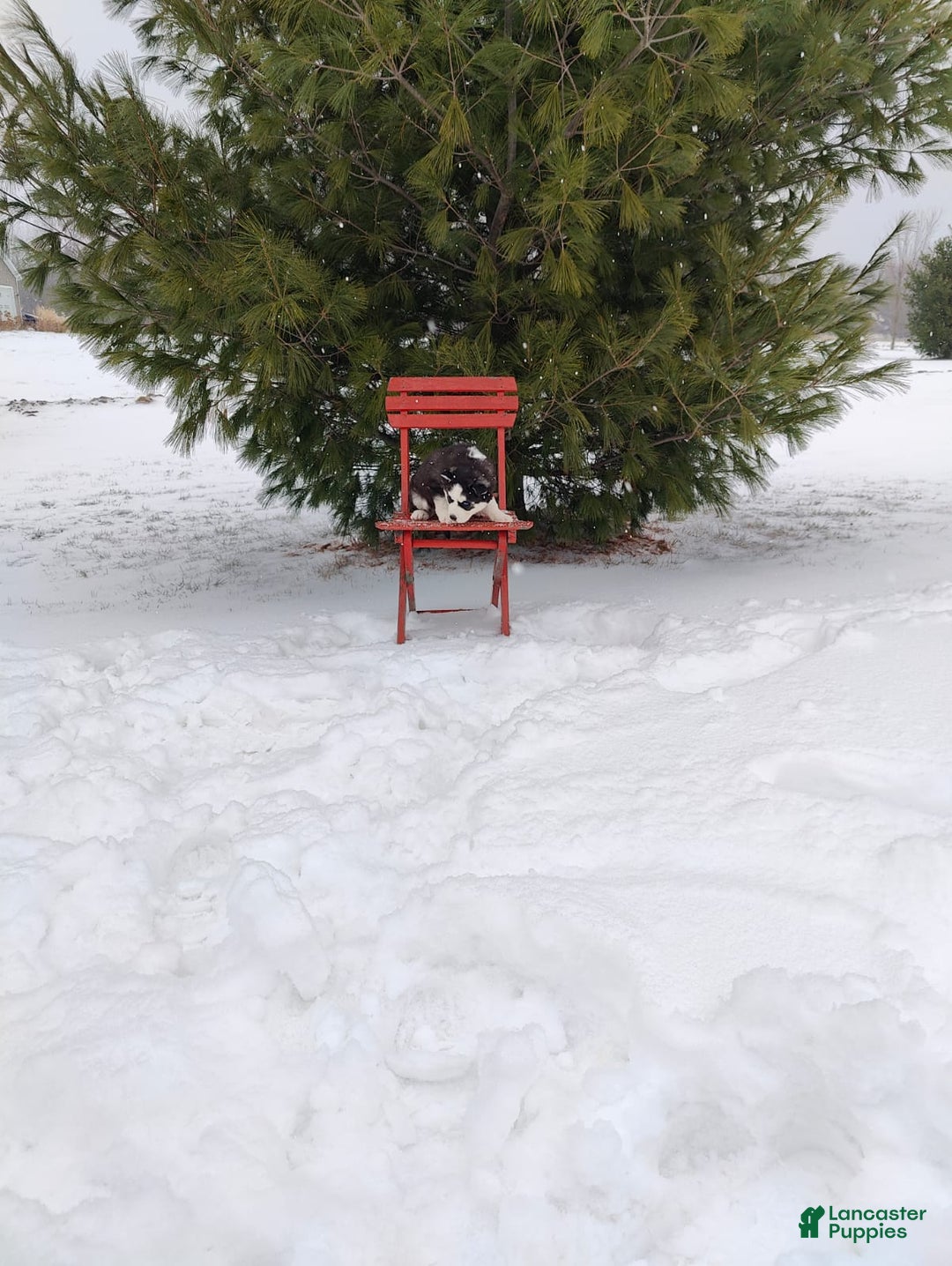 Siberian Husky dogs for sale: Lucy - Ad 9