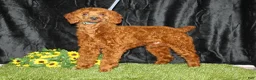 Miniature Poodle dogs for sale: Delaney - Ad 7